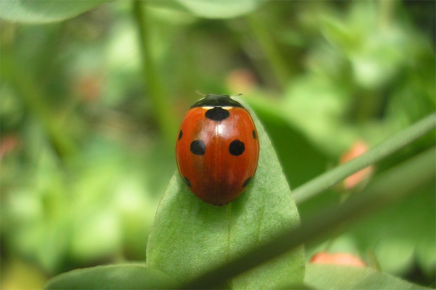Schwarz gepunkteter, orange-brauner Siebenpunkt-Marienkäfer auf einem grünen Pflanzen-Blatt