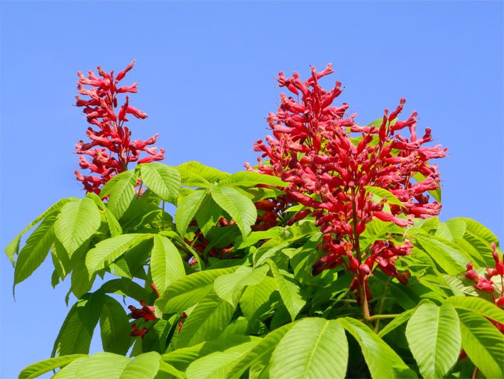 Senkrecht stehende, rote, längliche, auffällige Blüten einer Echten Pavie oder Roten Rosskastanie, botanischer Name Aesculus pavia