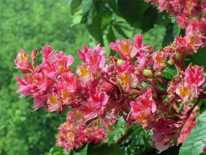Auffällig leuchtende, hellrote bis rosarote Blüten einer Fleischroten/Rotblühenden Rosskastanie (Purpurkastanie), botanischer Name Aesculus x carnea