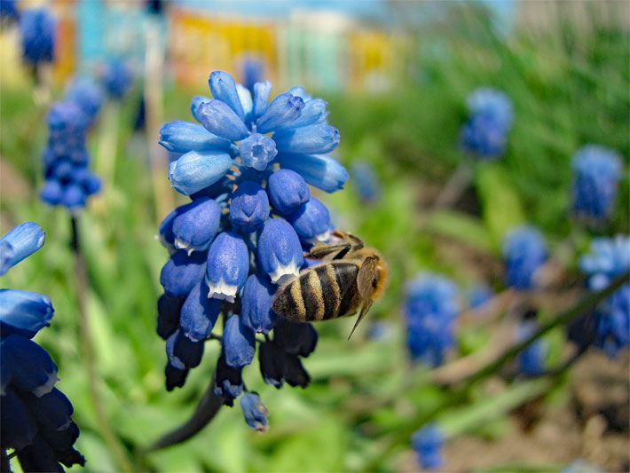 Biene bei der Nektar-Aufnahme auf einer Traubenhyazinthe, botanisch Muscari, mit blauen Blüten
