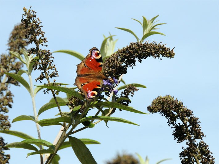 Verblühter Schmetterlingsflieder / Sommerflieder, botanischer Name Buddleja davidii, mit einem Tagpfauenauge-Schmetterling (Aglais io)