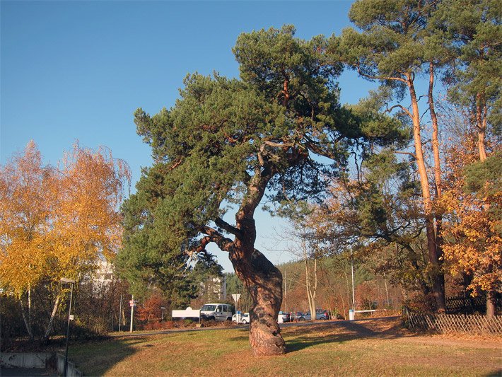 Drehwüchsigen Föhre Pinus sylvestris im Herbst