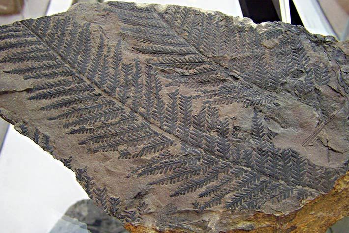 Fossile Farnwedel eines Baumfarns aus der Karbonzeit