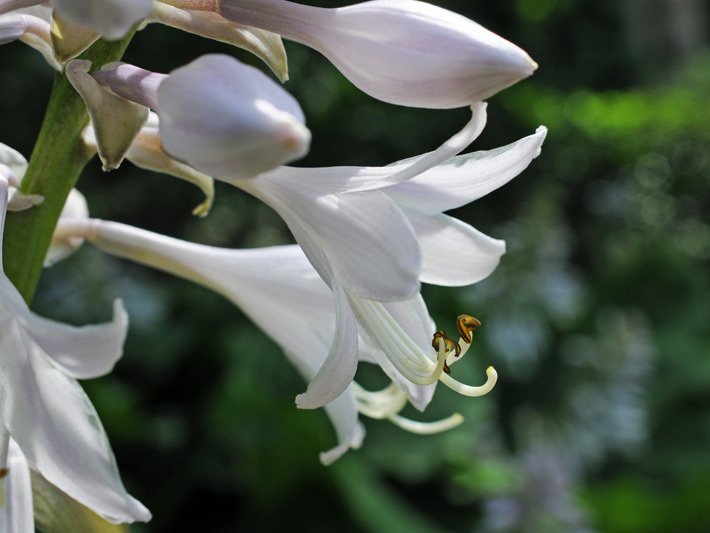 Weiße bis blass-violette geöffnete und geschlossene Funkien-Blüten