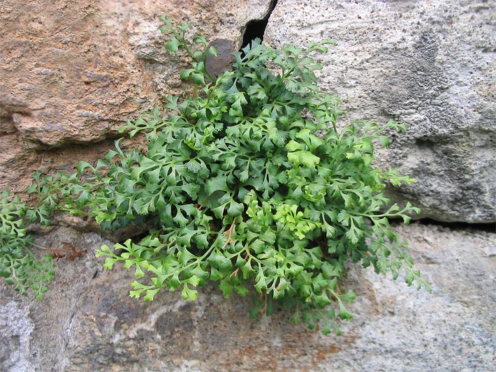 Grünblättrige Mauerraute / Mauer-Streifenfarn, botanischer Name Asplenium ruta-muraria, in den Stein-Fugen einer Trockenmauer
