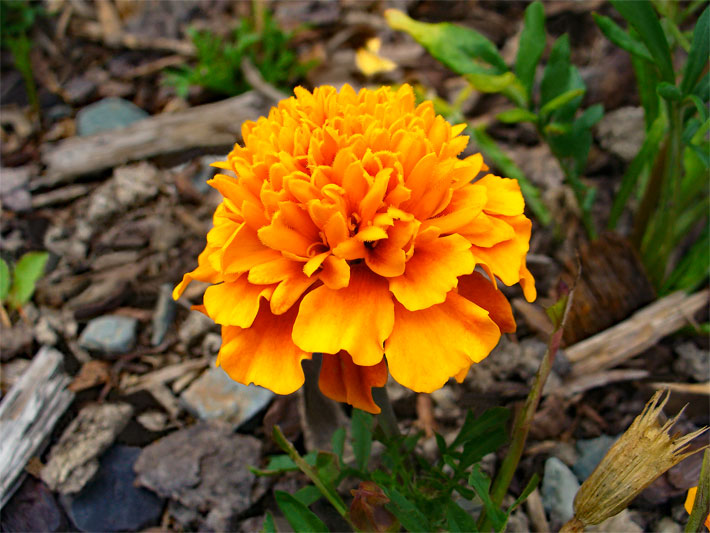 Orange Blüte einer Kleinen / Aufrechten Studentenblume, botanischer Name Tagetes erecta, in einem Blumenbeet