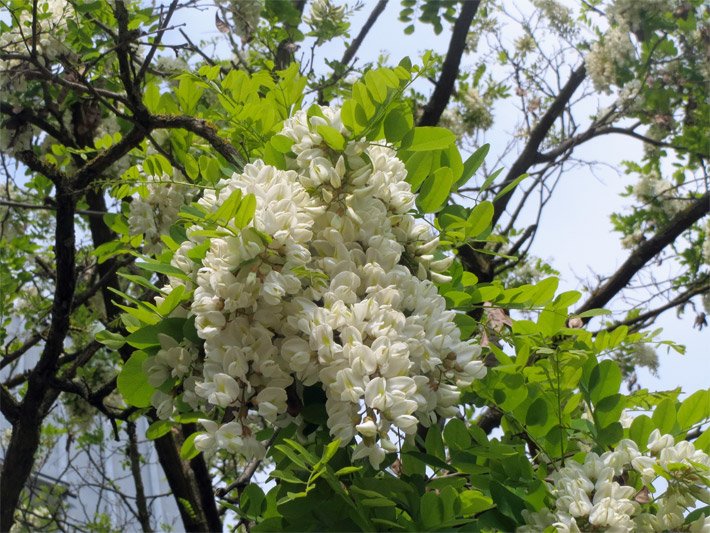 Weiße dekorative Blüten einer Gewöhnlichen Robinie, botanischer Name Robinia pseudoacacia, mit hellbrauner Blütenbasis und Trauben-Form