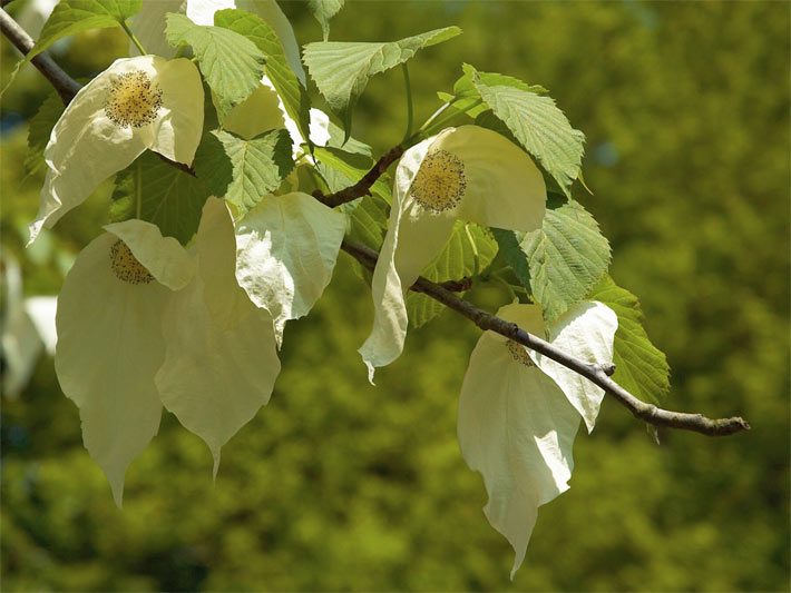 Weiße auffällige Blüte von einem Taschentuchbaum/Taubenbaum, botanischer Name Davidia involucrata, an einem Ast mit grünen Blättern und Blüten wie Taschentücher oder Tauben