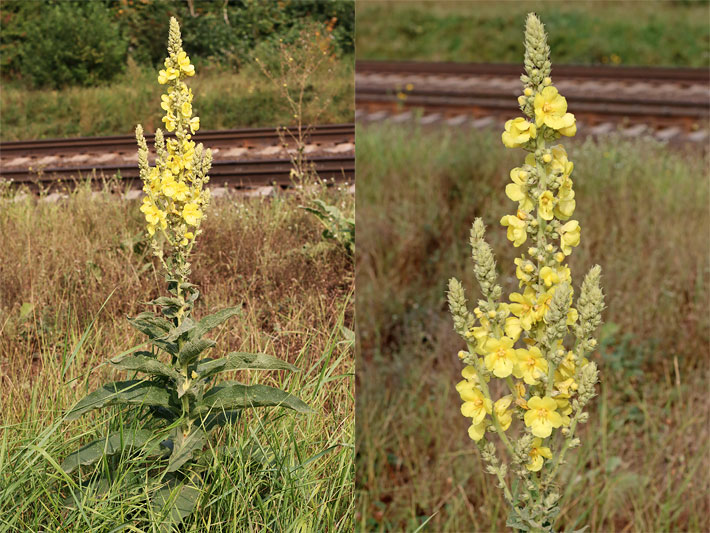 Wild wachsende Gewöhnliche Königskerze in Großaufnahme und Nahaufnahme der gelben Blüten, botanischer Name Verbascum phlomoides