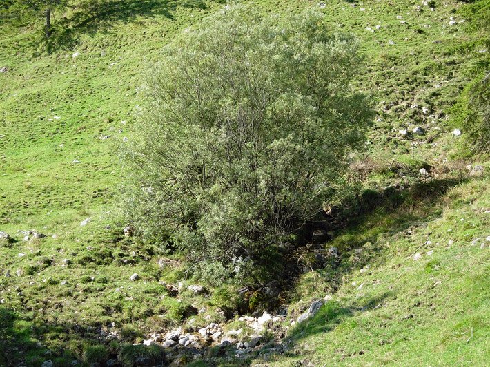 Wild wachsender Weiden-Strauch, botanischer Name Salix, auf einer Berg-Wiese